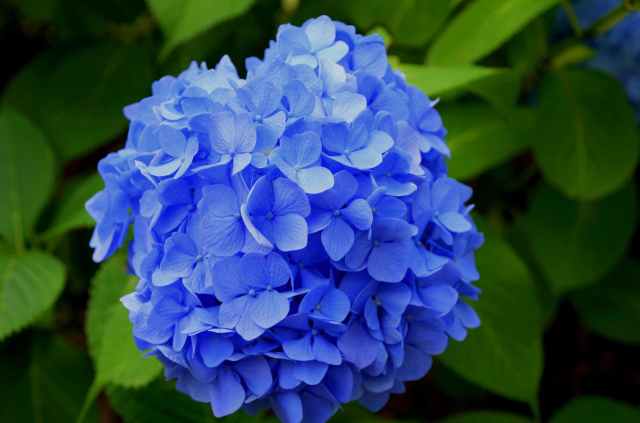 beautiful blooming blossom blue